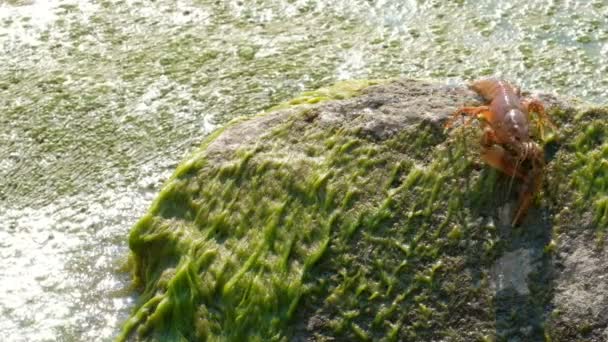 川ザリガニ ラテン語の Astacus Astacus 藻類に覆われた緑の石に沿って前方に移動します クローズ アップ 野生動物保護の概念 — ストック動画