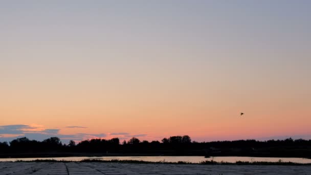 ウォーター フロントに沿って池の周りを実行しているスポーツ人のシルエット ライフ スタイル 朝の夜明け前に光 — ストック動画