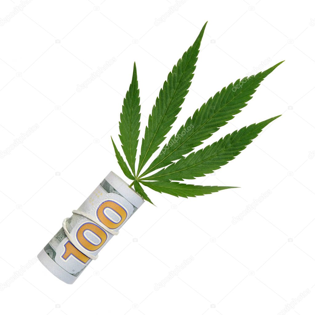 The concept of buying and selling marijuana. A green cannabis leaf sticks out of hundred-dollar bills, rolled up with a tube and an elastic band on a white background. Money and drugs. A square image.