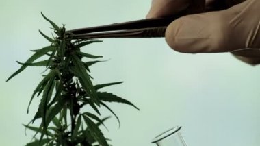 Bir bilim adamı ya da tıbbi asistan beyaz eldiven kenevir tohumu cımbızla gözyaşları ve analiz için bir test tüpü içinde bırakır. Marihuana yasallaştırma veya uyuşturucu testi kavramı.