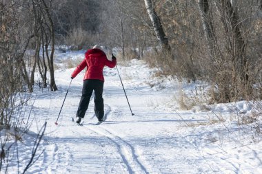 Kadın kırmızı bir ceket ve siyah pantolon arkası görünümünden kayak yapıyor. Ağaçlar arasında kayaklar ile karlı arka plan. Boşaltmak.