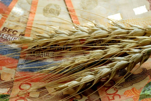 Yakın çekim. Buğday spikelets Kazakistan kırmızı beş - bin faturaları arka plan üzerinde yalan. Tahıl fiyat ve hasat, değer kavramı verir ve alır, iç ve dış tarım piyasalarının.