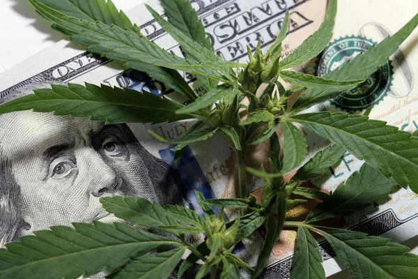 The concept of legalization of the drug business. The view of the US President on the hundred-dollar bill through the foliage and inflorescences of marijuana. Money and cannabis.