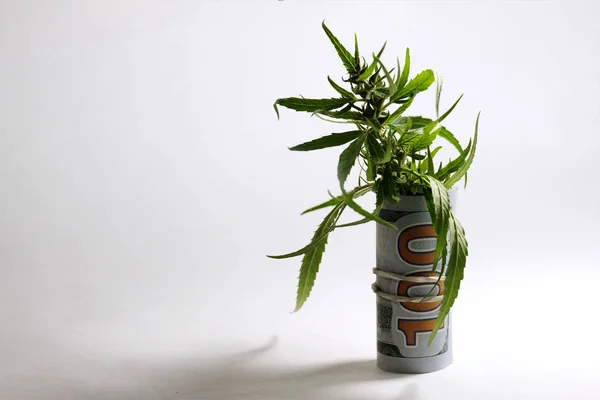Money and cannabis. US dollar bill in the form of a tube from which a green marijuana sprout with seeds sticks out. The concept of legalization of the drug business. White background.