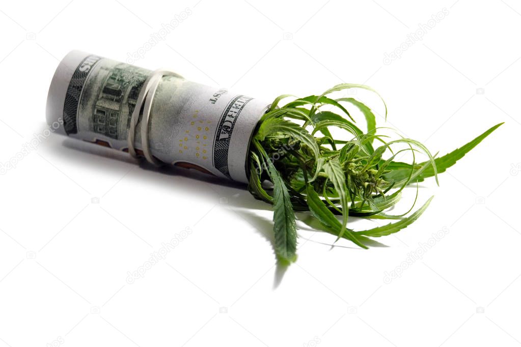 A seedling sprout of green marijuana sticks out of US hundred dollar bills rolled up with a white rubber band. Money and cannabis. The concept of legalization of the drug business.