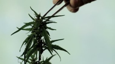 Olgun esrar tohumu ile üst test örneği. Laboratuar teknisyeni esrar yaprak örnekleri araştırma için toplar. Yakın çekim.