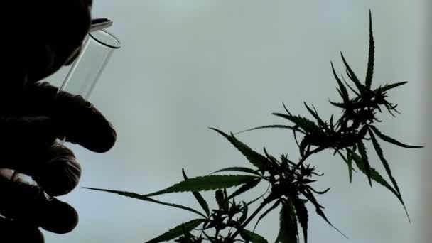 Silhouet Van Een Marihuana Sprout Handen Met Een Reageerbuis Een — Stockvideo