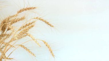 Sivri buğday soldaki çerçeve.