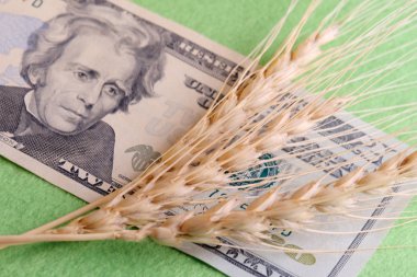 Spikes of wheat on the american dollars. clipart