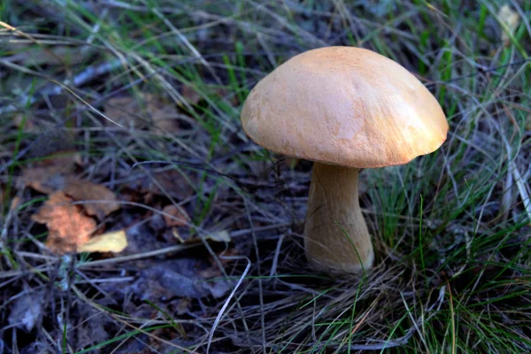 Alleen paddestoelen in het bos-uitzicht van bovenaf. — Stockfoto