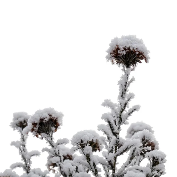 Дикие Цветы Покрытые Инеем Белом Фоне Оформления Тему Зимней Погоды — стоковое фото