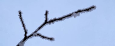Kış konsepti. Bir dal hoarfrost mavi gökyüzünde bir arka plan ile kaplı. Düşürücü ayaz arka plan, frost sıcaklık.
