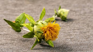 Çiçek ve bud Aspir kumaş arka plan üzerinde gri bir çuval bezi yatıyor. Seçici odak. Carthamus tinctorius, Amerikan safran, vahşi thistle. Yakın çekim. Eski zamanlardan beri yağlı tohum ve boyama, kültür olarak bilinen.