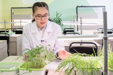 2019-09-01, Kazakistan, Kostanay. Suda. Okul laboratuvar. Öğrenciler deneysel biyolojik sınıf. Bir Asyalı kız gözlük ve beyaz önlük mercimek ve buğday filizi hakkında konuşuyor. Toprak olmadan suda büyüyen yeşil bitkiler.