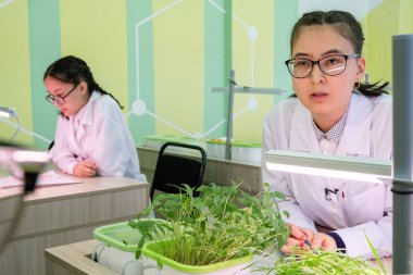 2019-09-01, Kazakistan, Kostanay. Suda. Okul laboratuvar. Gözlük ve mercimek ve buğday beyaz önlük bahsediyor ile kız öğrenci filizlenir. Toprak olmadan suda büyüyen yeşil bitkiler. Öğrenciler deneysel biyolojik sınıfı.