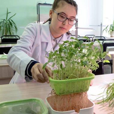 2019-09-01, Kazakistan, Kostanay. Suda. Asyalı kız bardaklarda mercimek kökleri ile lahanası gösterir. Okul laboratuvar. Toprak olmadan suda büyüyen yeşil bitkiler. Öğrenciler deneysel biyolojik sınıfı.