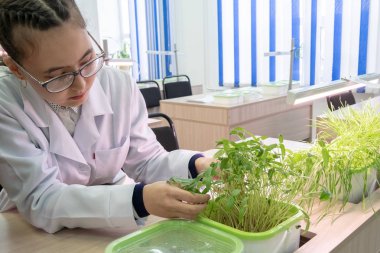 2019-09-01, Kazakistan, Kostanay. Suda. Okul laboratuvar. Toprak olmadan suda büyüyen yeşil bitkiler. Öğrenciler deneysel sınıf. Bir beyaz önlük görüşmelerin mercimek büyüyen kız öğrenci.