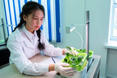 2019-09-01, Kazakistan, Kostanay. Suda. Asian Kız Beyaz paltolu okul laboratuarında kabak büyüyen hakkında konuşuyor. Yeşil bitki su toprak olmadan. Öğrenciler deneysel biyolojik sınıfı.