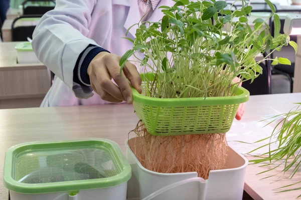 Suda. Beyaz bir ceket bir adam, bir kapsayıcı genç lahanası ve mercimek kökleri sudan kaldırdı. Büyüyen bitkiler toprak Laboratuvarı olmadan yöntemi. Biyolojik ve botanik deneyler okulda ve evde.