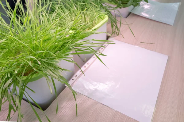 Зеленая Пшеница Белый Лист Бумаги Столе Гидропоника Метод Выращивания Растений — стоковое фото