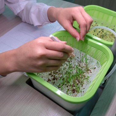 Sağlıklı bir yaşam tarzı. Suda. Kadın laboratuvar elleri kalem tutun ve dereotu lahanası inceleyin. Rezene germinated sürgünler. Toprak Laboratuvarı olmadan suda bitki yetiştirme yöntemi.