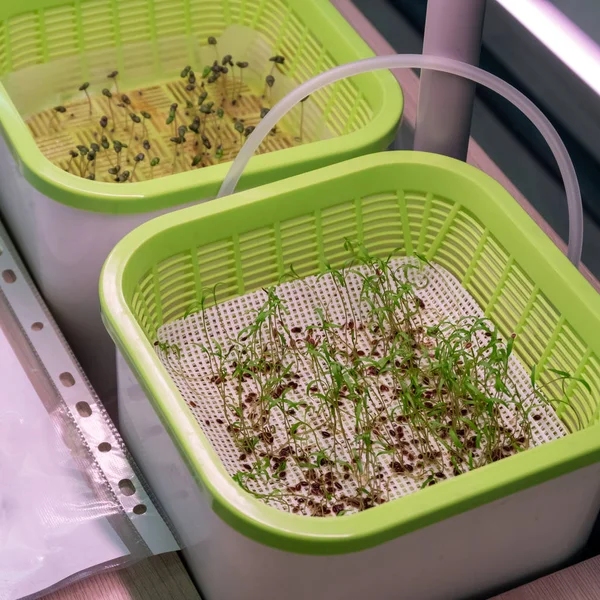 Édeskömény Zöld Minőségben Hajtások Hidroponikus Módszer Egyre Növekvő Növények Víz — Stock Fotó
