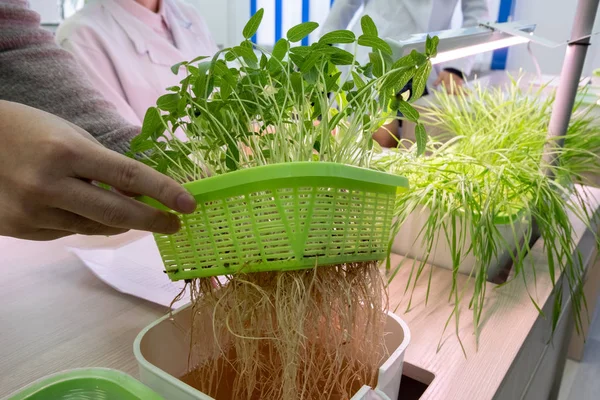 Hidroponikus Módszer Egyre Növekvő Növények Víz Nélkül Föld Laboratóriumban Egy — Stock Fotó