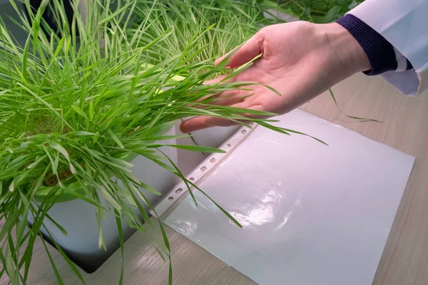 Гидропоника Руки Техника Осматривают Зародыши Пшеницы Понятие Здорового Образа Жизни — стоковое фото
