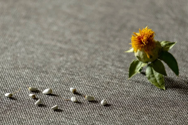 Краска Сафлора Семена Цветок Желтого Цвета Фоне Серой Ткани Мелкая — стоковое фото