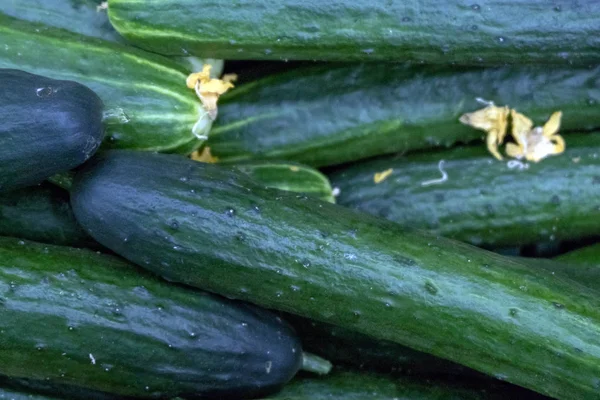 Long Green Cucumbers Lie Each Other Concept Harvest Shopping Grocery — Stock Photo, Image