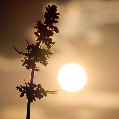 Kenevir ve güneş. Sıcakta kenevirin tepesi. Akşam ya da sabah gökyüzüne karşı marihuana filizi. Güneş diski veya dolunay ve bir narkotik bitkisinin silueti. Meydanı. Tonlama.