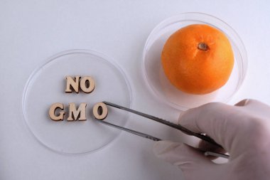 Cımbızlı beyaz tıbbi eldivenli bir el petri kabına tahta bir O harfi koyar. Laboratuar masasında Gdo ve mandalina yok. Tıbbi veya laboratuvar narenciye testleri kavramı. Biyomühendislik.