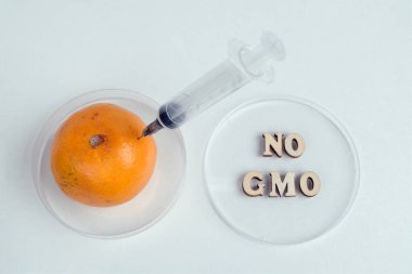 Tahta harflerden GDO yok, şırıngalı bir mandalina. Beyaz arka planda iki Petri yemeği. Narenciye ile tıbbi veya laboratuvar deneyleri ve araştırma kavramı. Biyomühendislik ve beslenme.