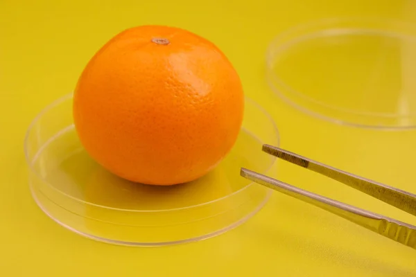Mandarina madura en un platillo y pinzas de laboratorio. Frutas y hortalizas modificadas genéticamente. Libre de OGM. Pruebas de laboratorio para los cítricos estropeados . — Foto de Stock