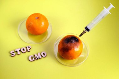 Gmo'yu durdur. Genetik mühendisliği. Narenciyede gen değişiklikleri. Şırıngayla canlı ve küflü mandalina. Limon renginin arka planı.