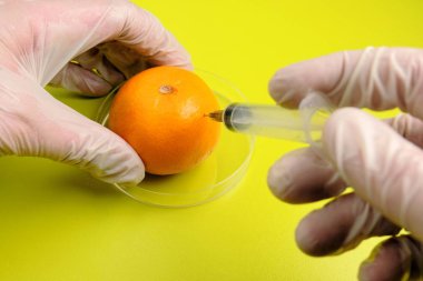 Eldivenli bir bilim adamı mandalinadaki şırıngaydan kimyasal enjekte eder. Gdo meyveleri için laboratuvar testleri. Asit sarı-yeşil arka plan.