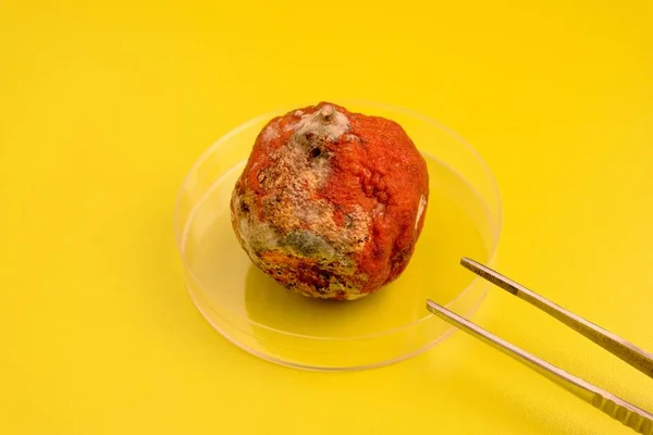 Mandarina cubierta con moho en la mesa y fórceps de laboratorio. Pruebas con genética en cítricos. No hay transgénicos. Fondo amarillo-verde ácido . — Foto de Stock