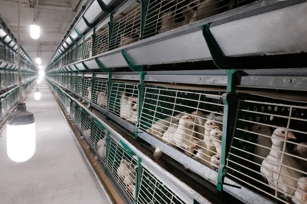 The egg-laying chickens are enclosed in cages on the chicken farm. Egg production factory. Shop with rows of green bird cages.