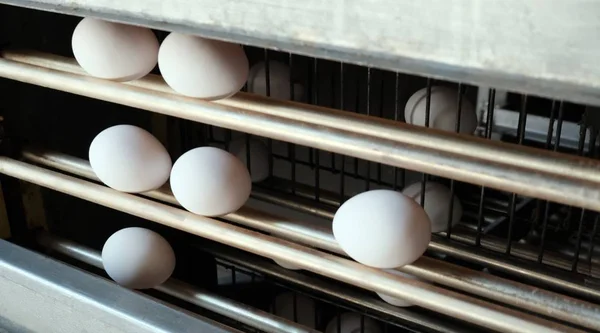 Ferme avicole. Ligne de production d'oeufs industriels. Grands œufs sur la ligne de convoyeur ascenseur . — Photo