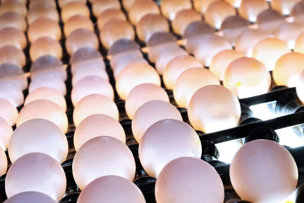 Gros plan des œufs sur une bande transporteuse dans un bunker rétro-éclairé spécial pour vérifier la présence de micro fissures dans la coquille. Ferme avicole. Ligne de production d'oeufs industriels . — Photo