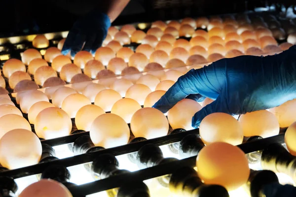 Ferme avicole. La main bleue d'un travailleur vérifie la présence de microfissures dans les œufs dans un bunker rétro-éclairé spécial. Ligne de production d'oeufs industriels . — Photo