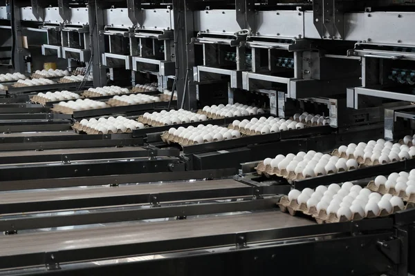 Poultry farm. Fresh, raw white chicken eggs on a conveyor belt, being moved to the packing house. Consumerism, egg production, automated business, organic farming concept. Industrial line. Royalty Free Stock Photos