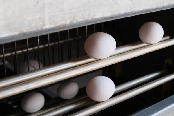 Ferme avicole. Ligne moderne de traitement des œufs blancs. Production industrielle d'oeufs. Gros plan . — Photo