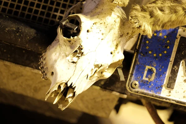 Kazajstán, Kostanay, 19-06-19, Pekín a París. Rally. El cráneo de un ciervo cerca de la matrícula del coche alemán. Parte de un Mercedes retro - participante de carreras de automóviles . — Foto de Stock