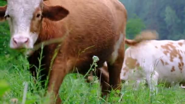 若い雄牛はカメラを右から左に通り過ぎる 牛は牧草地で放牧する クローズ アップ — ストック動画