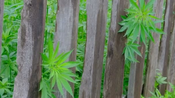 대마의 꼭대기는 오래된 울타리 뒤에서 있습니다 식물의 버린다 바람은 마리화나 — 비디오
