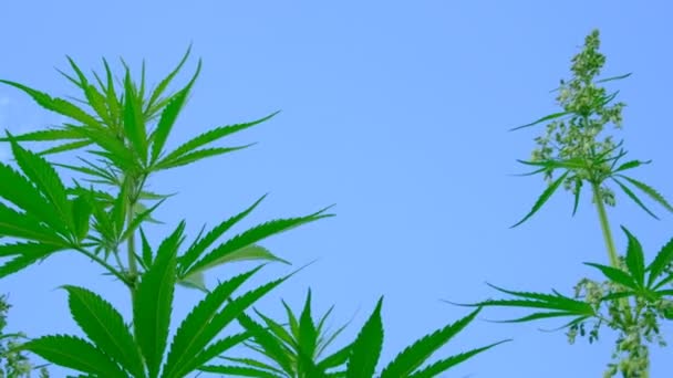 Κορυφές Της Πράσινης Κάνναβης Στο Γαλάζιο Του Ουρανού Θάμνοι Μαριχουάνας — Αρχείο Βίντεο
