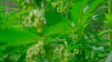 Rüzgar marihuana çalılarını sallar. Birisi kenevir yetiştiği çitten uzaklaşıyor. Uyuşturucu zehirlenmesi altında bir adamın bir görünüm olarak kamera hareketi. Yasal veya yasadışı kenevir yetiştiriciliği. Doğal arka plan.