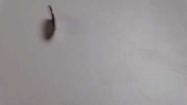 Çeyrek dolarlık sikke döner ve ekranın ortasında durur. Beyaz masada Amerikan küçük nakit metal fonları.