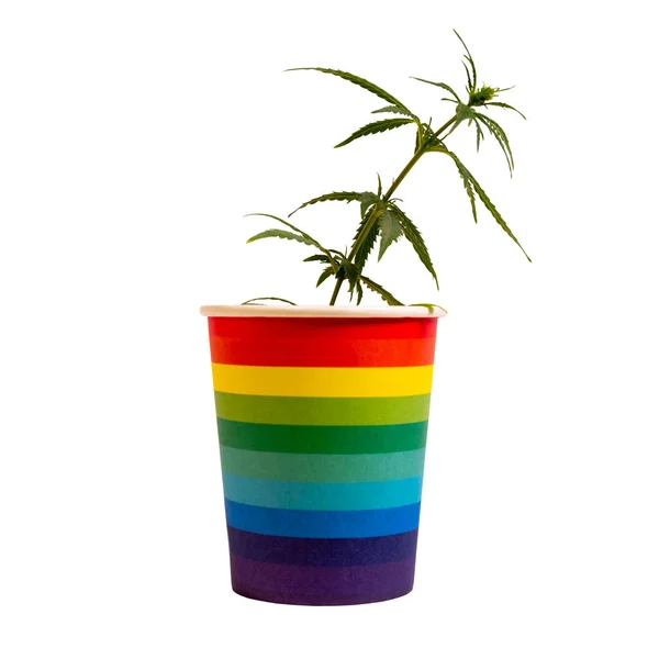 在彩虹杯中发芽的大麻。Lgbt概念和大麻。家庭种植大麻。自由、平等、爱、快乐和毒品。分离 — 图库照片